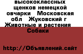 высококлассных щенков немецкой овчарки - Московская обл., Жуковский г. Животные и растения » Собаки   